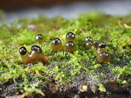 Attēlu rezultāti vaicājumam “Colloderma oculatum macro”