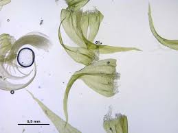 Attēlu rezultāti vaicājumam “Palustriella”