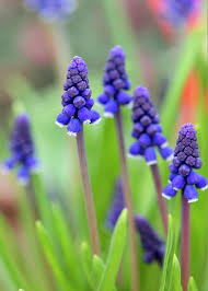 Attēlu rezultāti vaicājumam “Muscari neglectum flower”