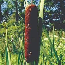 Attēlu rezultāti vaicājumam “Typha latifolia”