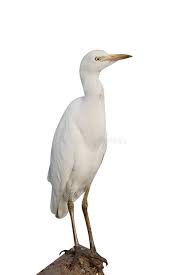 Attēlu rezultāti vaicājumam “Bubulcus ibis”