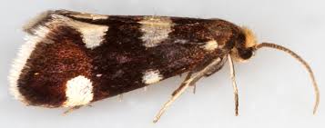 Attēlu rezultāti vaicājumam “Incurvaria praelatella”