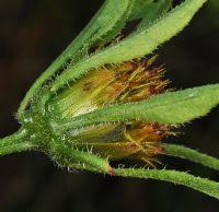 Attēlu rezultāti vaicājumam “Bidens frondosa leaf”