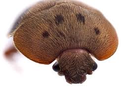 Attēlu rezultāti vaicājumam “Cychramus variegatus”