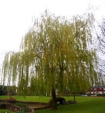 Attēlu rezultāti vaicājumam “Salix alba”