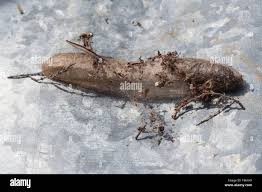 Attēlu rezultāti vaicājumam “Macrothylacia rubi larva”