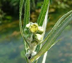 Attēlu rezultāti vaicājumam “Jacobaea paludosa leaf”