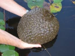 Attēlu rezultāti vaicājumam “Bryozoa”
