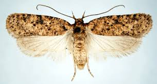 Attēlu rezultāti vaicājumam “Agonopterix hypericella imago”