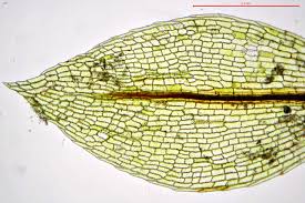 Attēlu rezultāti vaicājumam “Physcomitrium pyriforme”