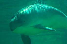 Image result for Phocoena phocoena