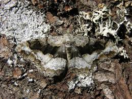 Attēlu rezultāti vaicājumam “Alcis repandata”