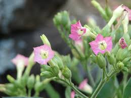 Attēlu rezultāti vaicājumam “Nicotiana tabacum flower”