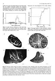 Image result for Pachymetopon grande