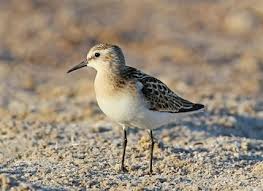 Attēlu rezultāti vaicājumam “Calidris minuta”