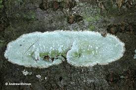 Attēlu rezultāti vaicājumam “Lecanora albella”