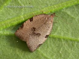 Attēlu rezultāti vaicājumam “Lozotaenia forsterana”