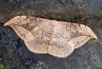 Attēlu rezultāti vaicājumam “Drepanidae”