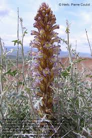 Attēlu rezultāti vaicājumam “Orobanche coerulescens”