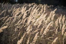 Attēlu rezultāti vaicājumam “Calamagrostis epigeios”