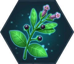 Image result for beladona