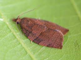 Attēlu rezultāti vaicājumam “Pandemis cinnamomeana female”