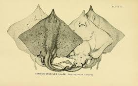 Image result for Rostroraja eglanteria