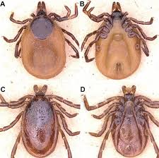 Attēlu rezultāti vaicājumam “Ixodes female”