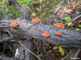 Attēlu rezultāti vaicājumam “Pycnoporus cinnabarinus”