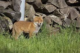 Attēlu rezultāti vaicājumam “Vulpes vulpes  juvenile”