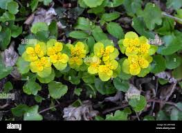 Attēlu rezultāti vaicājumam “Chrysosplenium alternifolium”