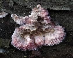 Attēlu rezultāti vaicājumam “Phlebia centrifuga”