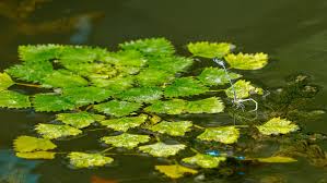 Attēlu rezultāti vaicājumam “Trapa natans”