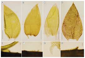Attēlu rezultāti vaicājumam “Schistidium robustum sporophyte”