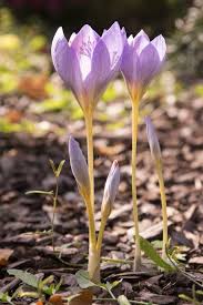 Attēlu rezultāti vaicājumam “Crocus speciosus flower”