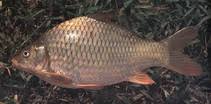 Image result for Cyprinus multitaeniatus