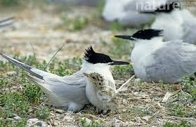 Attēlu rezultāti vaicājumam “Sterna sandvicensis”