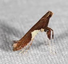 Attēlu rezultāti vaicājumam “Caloptilia stigmatella”