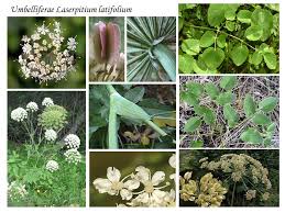 Attēlu rezultāti vaicājumam “Laserpitium latifolium”