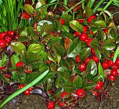 Attēlu rezultāti vaicājumam “Gaultheria cuneata”