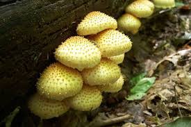 Attēlu rezultāti vaicājumam “Pholiota squarrosoides”