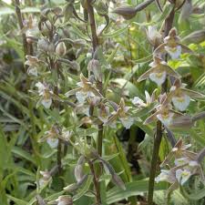 Attēlu rezultāti vaicājumam “Epipactis palustris bud”