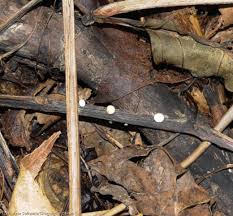 Attēlu rezultāti vaicājumam “Hymenoscyphus sp.”