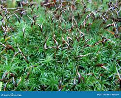 Attēlu rezultāti vaicājumam “Atrichum undulatum”