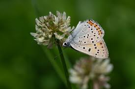 Attēlu rezultāti vaicājumam “Lycaena alciphron male”