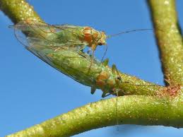 Attēlu rezultāti vaicājumam “Psylla alni”