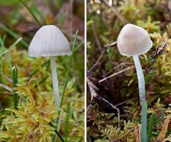 Attēlu rezultāti vaicājumam “Mycena epipterygia”
