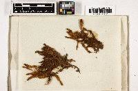 Attēlu rezultāti vaicājumam “Pseudocalliergon turgescens”