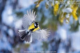 Attēlu rezultāti vaicājumam “Parus major”