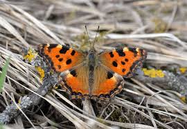 Attēlu rezultāti vaicājumam “Nymphalis polychloros upperside”